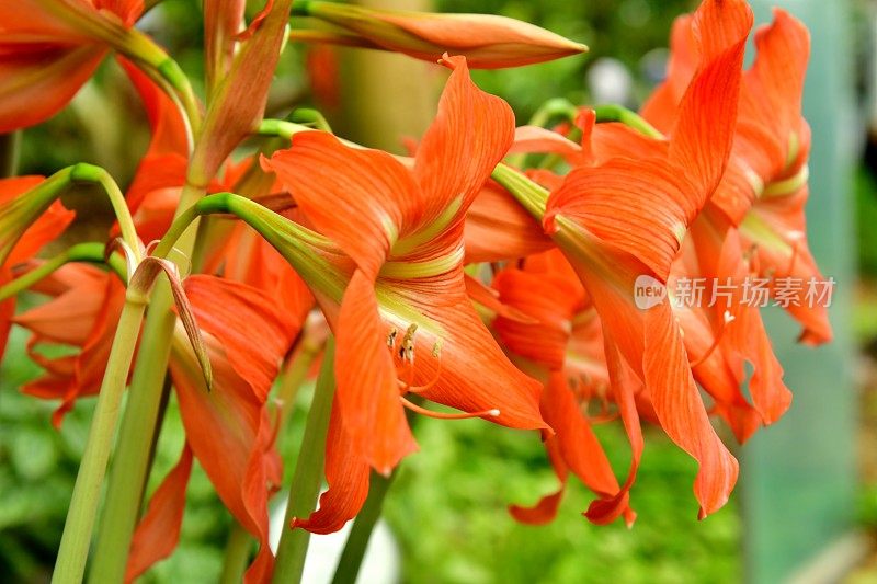 Hippeastrum /孤挺花